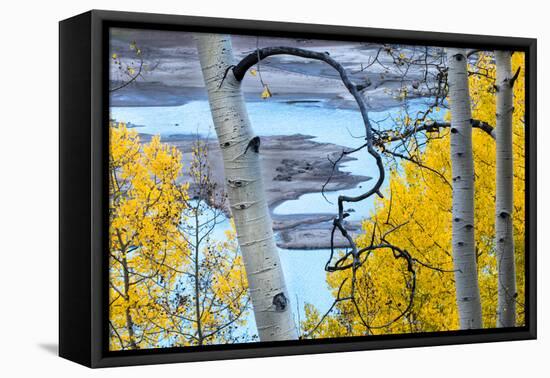 Yellow Autumn Leaves on Turquoise Aspen Waters, Silver Jack Reservoir, Uncompahgre National Forest-Judith Zimmerman-Framed Premier Image Canvas