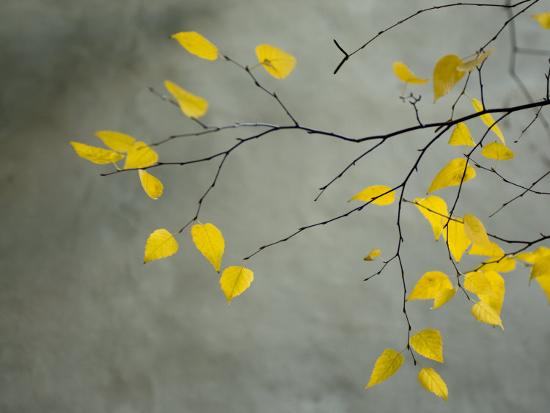 Yellow Autumnal Birch (Betula) Tree Limbs Against Gray Stucco Wall-Daniel Root-Framed Photographic Print