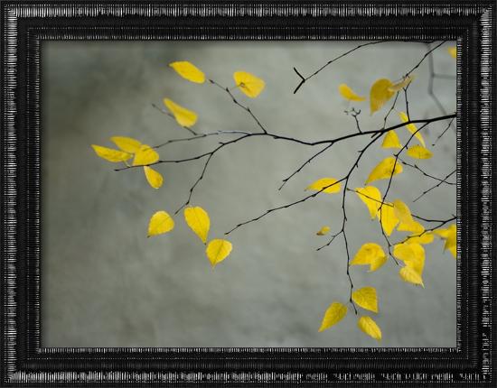 Yellow Autumnal Birch (Betula) Tree Limbs Against Gray Stucco Wall-Daniel Root-Framed Photographic Print