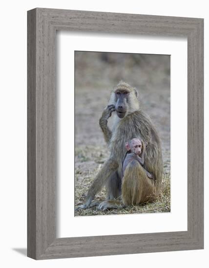 Yellow baboon mother and days-old infant, Ruaha National Park, Tanzania, East Africa, Africa-James Hager-Framed Photographic Print