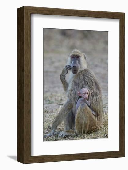 Yellow baboon mother and days-old infant, Ruaha National Park, Tanzania, East Africa, Africa-James Hager-Framed Photographic Print