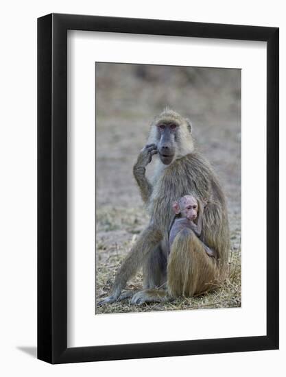 Yellow baboon mother and days-old infant, Ruaha National Park, Tanzania, East Africa, Africa-James Hager-Framed Photographic Print