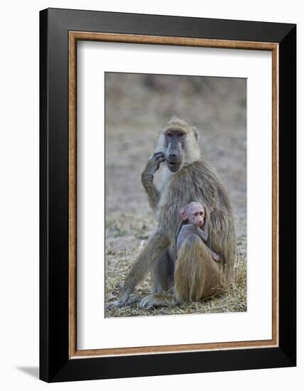 Yellow baboon mother and days-old infant, Ruaha National Park, Tanzania, East Africa, Africa-James Hager-Framed Photographic Print