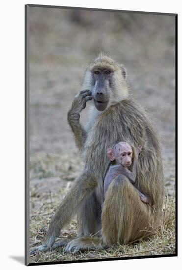Yellow baboon mother and days-old infant, Ruaha National Park, Tanzania, East Africa, Africa-James Hager-Mounted Photographic Print