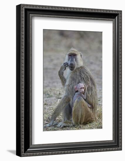 Yellow baboon mother and days-old infant, Ruaha National Park, Tanzania, East Africa, Africa-James Hager-Framed Photographic Print