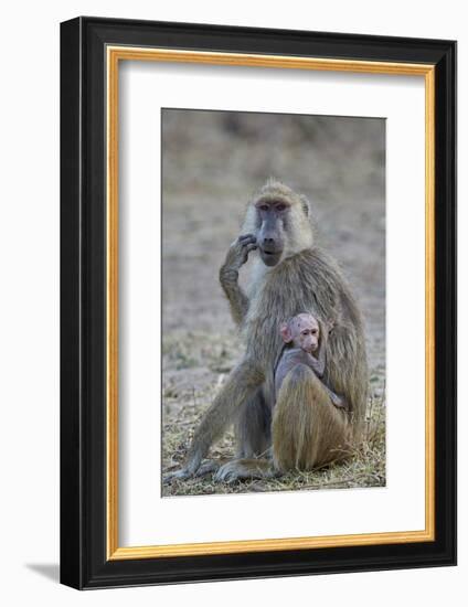 Yellow baboon mother and days-old infant, Ruaha National Park, Tanzania, East Africa, Africa-James Hager-Framed Photographic Print