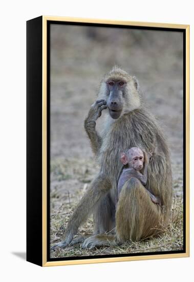 Yellow baboon mother and days-old infant, Ruaha National Park, Tanzania, East Africa, Africa-James Hager-Framed Premier Image Canvas