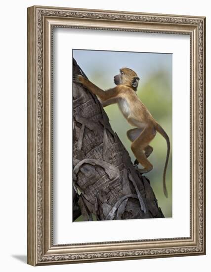Yellow baboon (Papio cynocephalus), juvenile climbing a palm tree, Selous Game Reserve, Tanzania, E-James Hager-Framed Photographic Print