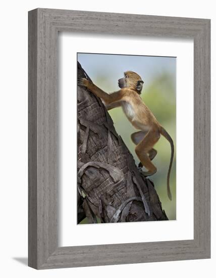 Yellow baboon (Papio cynocephalus), juvenile climbing a palm tree, Selous Game Reserve, Tanzania, E-James Hager-Framed Photographic Print