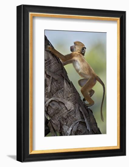 Yellow baboon (Papio cynocephalus), juvenile climbing a palm tree, Selous Game Reserve, Tanzania, E-James Hager-Framed Photographic Print