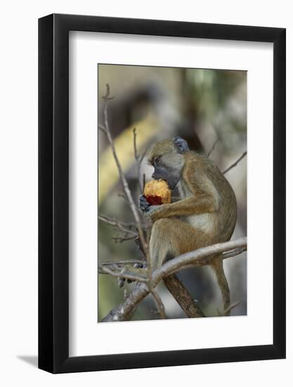 Yellow baboon (Papio cynocephalus) juvenile eating a duom palm fruit, Selous Game Reserve, Tanzania-James Hager-Framed Photographic Print