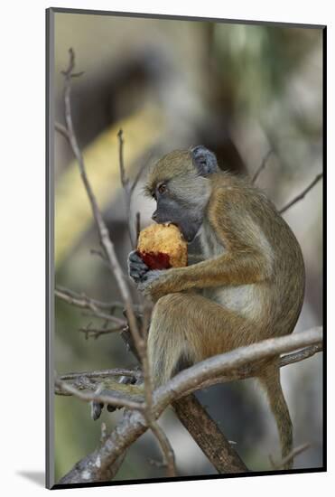 Yellow baboon (Papio cynocephalus) juvenile eating a duom palm fruit, Selous Game Reserve, Tanzania-James Hager-Mounted Photographic Print