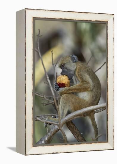 Yellow baboon (Papio cynocephalus) juvenile eating a duom palm fruit, Selous Game Reserve, Tanzania-James Hager-Framed Premier Image Canvas