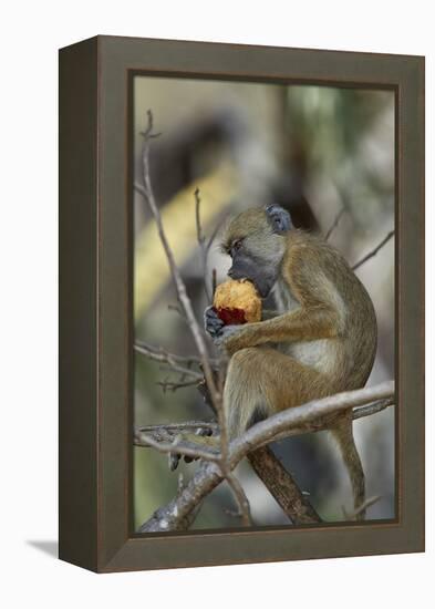 Yellow baboon (Papio cynocephalus) juvenile eating a duom palm fruit, Selous Game Reserve, Tanzania-James Hager-Framed Premier Image Canvas