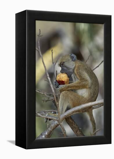 Yellow baboon (Papio cynocephalus) juvenile eating a duom palm fruit, Selous Game Reserve, Tanzania-James Hager-Framed Premier Image Canvas