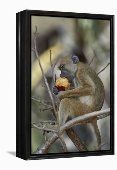 Yellow baboon (Papio cynocephalus) juvenile eating a duom palm fruit, Selous Game Reserve, Tanzania-James Hager-Framed Premier Image Canvas