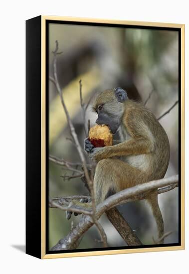 Yellow baboon (Papio cynocephalus) juvenile eating a duom palm fruit, Selous Game Reserve, Tanzania-James Hager-Framed Premier Image Canvas