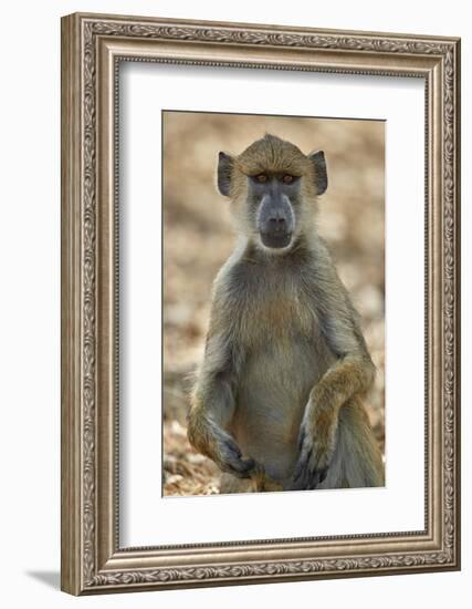 Yellow baboon (Papio cynocephalus), Selous Game Reserve, Tanzania, East Africa, Africa-James Hager-Framed Photographic Print