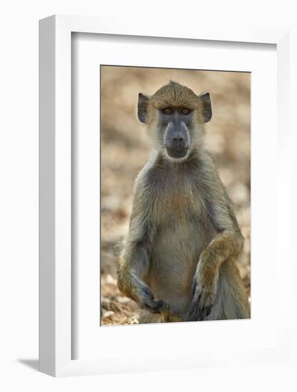 Yellow baboon (Papio cynocephalus), Selous Game Reserve, Tanzania, East Africa, Africa-James Hager-Framed Photographic Print