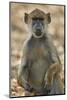 Yellow baboon (Papio cynocephalus), Selous Game Reserve, Tanzania, East Africa, Africa-James Hager-Mounted Photographic Print