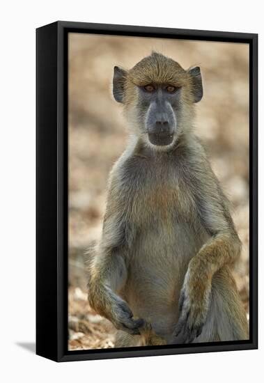 Yellow baboon (Papio cynocephalus), Selous Game Reserve, Tanzania, East Africa, Africa-James Hager-Framed Premier Image Canvas