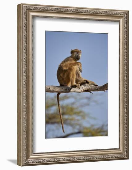 Yellow baboon (Papio cynocephalus), Selous Game Reserve, Tanzania, East Africa, Africa-James Hager-Framed Photographic Print