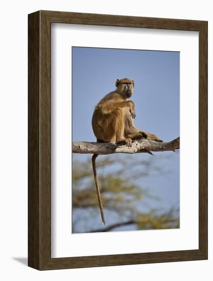 Yellow baboon (Papio cynocephalus), Selous Game Reserve, Tanzania, East Africa, Africa-James Hager-Framed Photographic Print