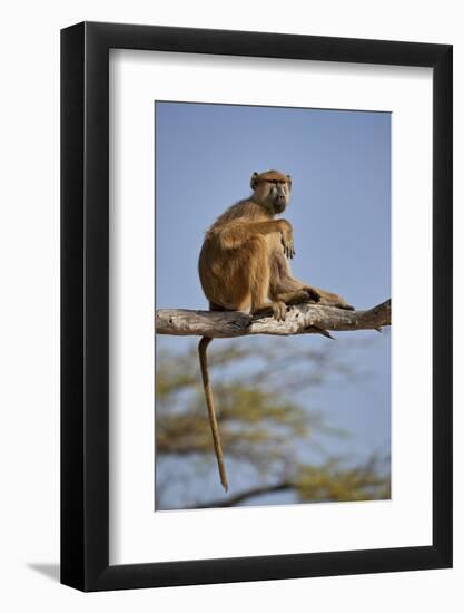 Yellow baboon (Papio cynocephalus), Selous Game Reserve, Tanzania, East Africa, Africa-James Hager-Framed Photographic Print