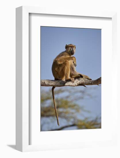 Yellow baboon (Papio cynocephalus), Selous Game Reserve, Tanzania, East Africa, Africa-James Hager-Framed Photographic Print