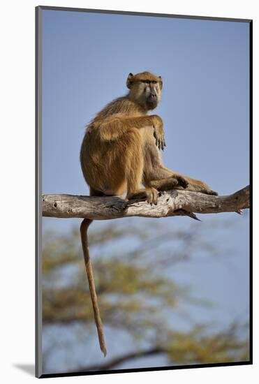 Yellow baboon (Papio cynocephalus), Selous Game Reserve, Tanzania, East Africa, Africa-James Hager-Mounted Photographic Print