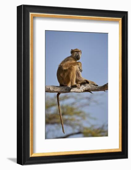 Yellow baboon (Papio cynocephalus), Selous Game Reserve, Tanzania, East Africa, Africa-James Hager-Framed Photographic Print