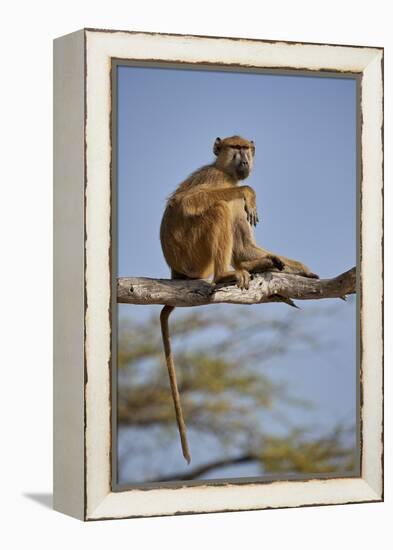 Yellow baboon (Papio cynocephalus), Selous Game Reserve, Tanzania, East Africa, Africa-James Hager-Framed Premier Image Canvas