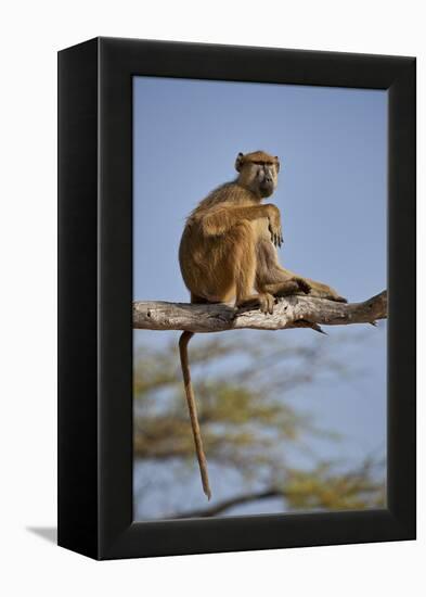 Yellow baboon (Papio cynocephalus), Selous Game Reserve, Tanzania, East Africa, Africa-James Hager-Framed Premier Image Canvas