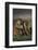 Yellow Baboons and Baby-DLILLC-Framed Photographic Print