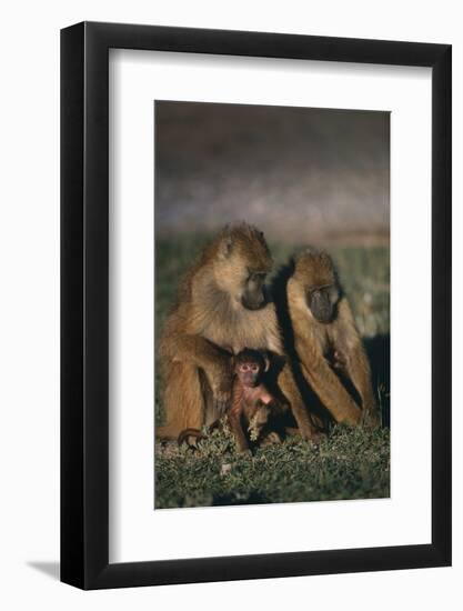 Yellow Baboons and Baby-DLILLC-Framed Photographic Print