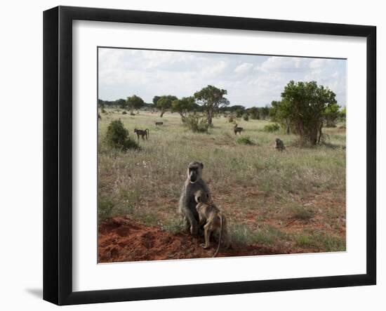 Yellow Baboons (Papio Hamadryas Cynocephalus), Tsavo East National Park, Kenya, East Africa, Africa-Sergio Pitamitz-Framed Photographic Print