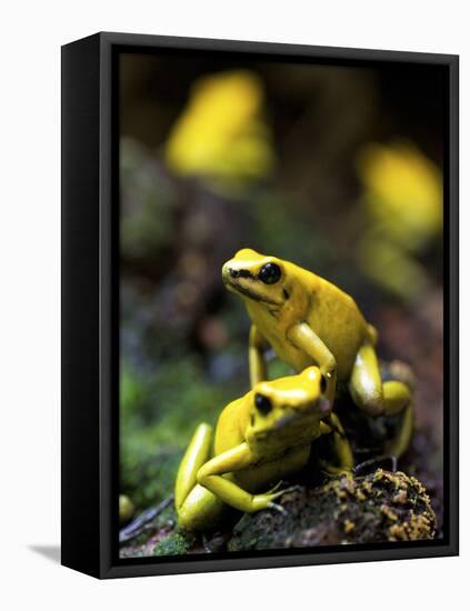 Yellow-Banded Poison Dart Frog (Dendrobates Leucomelas), South America-Andres Morya Hinojosa-Framed Premier Image Canvas