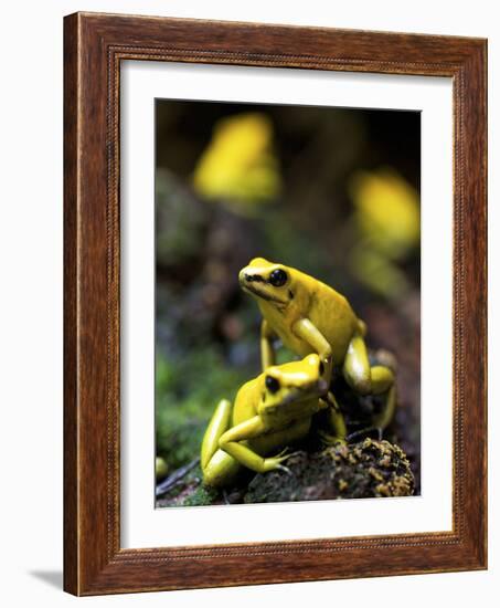 Yellow-Banded Poison Dart Frog (Dendrobates Leucomelas), South America-Andres Morya Hinojosa-Framed Photographic Print