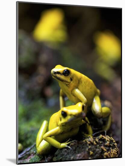 Yellow-Banded Poison Dart Frog (Dendrobates Leucomelas), South America-Andres Morya Hinojosa-Mounted Photographic Print
