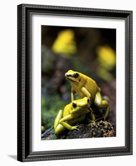 Yellow-Banded Poison Dart Frog (Dendrobates Leucomelas), South America-Andres Morya Hinojosa-Framed Photographic Print