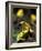 Yellow-Banded Poison Dart Frog (Dendrobates Leucomelas), South America-Andres Morya Hinojosa-Framed Photographic Print