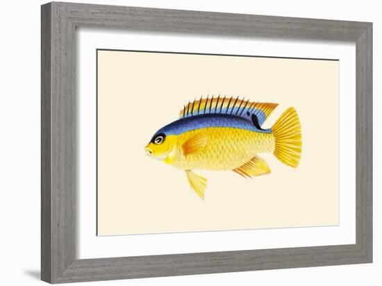 Yellow Bartikyah-John Whitchurch Bennett-Framed Art Print