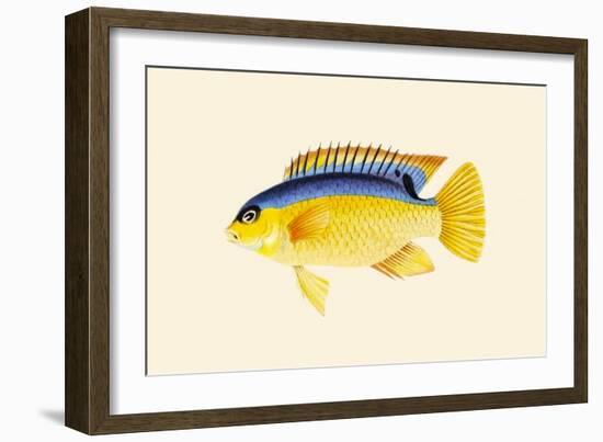 Yellow Bartikyah-John Whitchurch Bennett-Framed Art Print