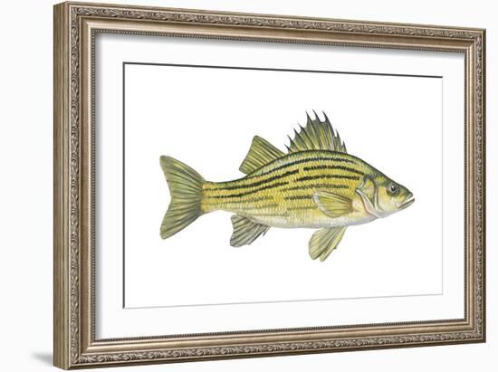 Yellow Bass (Roccus Mississippiensis), Fishes-Encyclopaedia Britannica-Framed Art Print