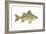 Yellow Bass (Roccus Mississippiensis), Fishes-Encyclopaedia Britannica-Framed Art Print