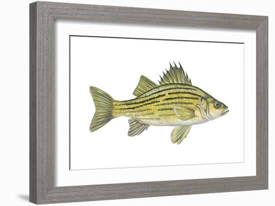 Yellow Bass (Roccus Mississippiensis), Fishes-Encyclopaedia Britannica-Framed Art Print