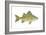 Yellow Bass (Roccus Mississippiensis), Fishes-Encyclopaedia Britannica-Framed Art Print