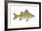 Yellow Bass (Roccus Mississippiensis), Fishes-Encyclopaedia Britannica-Framed Art Print