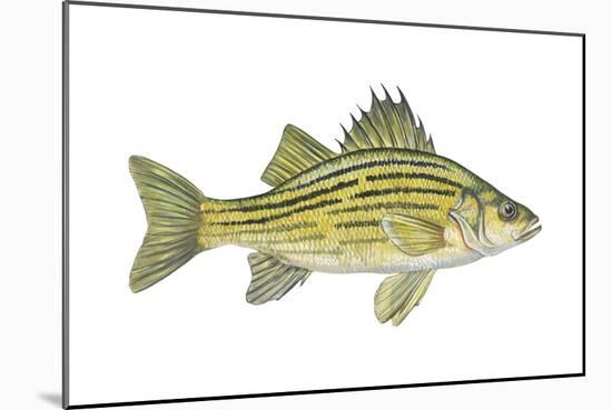 Yellow Bass (Roccus Mississippiensis), Fishes-Encyclopaedia Britannica-Mounted Art Print