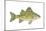 Yellow Bass (Roccus Mississippiensis), Fishes-Encyclopaedia Britannica-Mounted Art Print